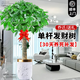 臨雅的花園大型發(fā)財(cái)樹(shù)盆栽室內(nèi)客廳招財(cái)高級(jí)感落地喬遷之喜懶人好養(yǎng)活風(fēng)水樹(shù) 獨(dú)桿發(fā)財(cái)樹(shù)1.2-1.4米+金邊飛絲盆