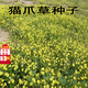 通用貓爪草種子【藥房正品直營(yíng)】新采材種籽 貓爪草種子貓爪草種籽 貓爪兒草子三散草盆栽包郵 貓爪草種子500粒