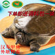 芮寶農(nóng)場(chǎng)【活鮮】漢壽甲魚鮮活凈重2斤/只鱉團(tuán)魚生鮮放生生鮮源頭直發(fā)包郵