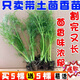 四季割茬茴香苗秧苗耐寒茴香味濃老品種茴香種苗陽臺茴香秧苗帶土 割茬小茴香秧苗 優(yōu)惠好種：買3棵送3棵共發(fā)6棵苗