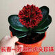 優(yōu)觀長(zhǎng)春精品君子蘭高端虎頭珍珠寬短葉圓頭坑紋麻臉粗筋油匠和尚小苗 黑珍珠深紅花1葉苗 帶盆栽好