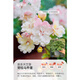 虹越（HONGYUE）天竺葵盆栽苗 洋繡球花苗多年生草本花卉 天陽臺窗臺觀賞花苗 （獸系）勞拉馬喬里 12cm簡易盆