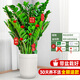 德沃多金錢樹70-80cm白色螺紋樹脂盆室內(nèi)大型綠植搖錢串子擺件源頭直發(fā)