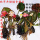 秋芊卉多色水培觀(guān)賞睡蓮根塊水養植物花卉魚(yú)缸水缸河塘荷花蓮藕基地直銷(xiāo) 帶花苞帶葉（兩紅一白一黃）共四顆