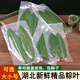 鑫果滋【真空裝】粽葉新鮮 湖北粽子葉料理擺盤(pán)裝飾刺身青竹葉小大棕葉 100片/袋】寬4-5cm,長(cháng)17cm 【真空包裝】