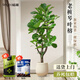 臨雅大琴葉榕盆栽客廳室內綠植物大型老樁落地辦公室1.6m含盆源頭直發(fā)