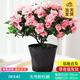 開(kāi)時(shí)果 杜鵑花盆栽帶花苞發(fā)貨 四季開(kāi)花鮮花卉綠植物盆景源頭直發(fā)包郵 【帶花苞發(fā)貨】大號粉色杜鵑花+原生盆