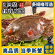 紅膏嗆蟹醉蟹梭子蟹咸蟹熗蟹醬蟹糊生腌螃蟹寧波特產(chǎn)舟山飛蟹海鮮 【兩只】6-8兩/只