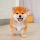 祥記萌奇純種日本柴犬幼犬寵物狗狗活體公母豆柴犬雙血統(tǒng)小型犬幼犬秋田犬 寵物級(jí)