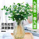 行湘九里香水培綠植盆栽 九里香6-8株+菱形玻璃瓶顏色隨機(jī) 源頭直發(fā)