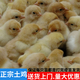 正宗農(nóng)家土雞苗幼苗批發(fā)五黑雞活體出殼青腳雞三黃雞清遠麻雞幼苗 三黃雞土雞苗【公母可選備注】 10只【送5只做路損】正宗