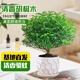 京云夢(mèng)清香木防蚊蟲(chóng)驅蚊草綠植盆景辦公室桌面四季好養活清香胡椒木盆栽 清香胡椒木+水紋陶瓷盆