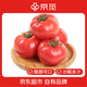 京覓山東普羅旺斯西紅柿 凈重4.5斤裝單果90g+ 沙瓤番茄源頭直發(fā)