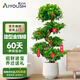 愛優(yōu)尚金錢榕招財搖錢樹盆栽辦公室客廳室內(nèi)大綠植盆景喬遷開業(yè)源頭直發(fā)
