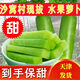 天津沙窩村現拔水果蘿卜青蘿卜生吃甜脆新鮮蔬菜非濰坊蘿卜 沙窩水果蘿卜凈重5.01斤