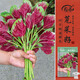 壽禾紅莧菜種子苗圓葉漢菜四季盆栽種植蔬菜籽 濰豐香洋糯莧菜種子20g