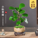 開(kāi)時(shí)果 小盼菩提盆栽（帶果發(fā)貨）中式禪意綠植物桌面盆景源頭直發(fā)包郵 蓮花盆+苔蘚+底托（2-5顆果子） 小盼菩提（帶果發(fā)貨-含盆植）