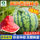 農(nóng)點(diǎn)贊西瓜種子大全8424麒麟冰糖美都甜王懶漢黑美人黑皮無籽2K小西瓜籽 [爆甜]8424麒麟西瓜種子50粒*1袋