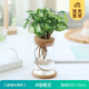 開(kāi)時(shí)果 水培植物辦公室內桌面盆栽 水養綠蘿水生花植物綠植源頭直發(fā)包郵 綠精欞（含玻璃瓶+竹托） （加贈 營(yíng)養液）