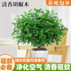 沭之美清香木胡椒木綠植辦公室盆栽綠植 小苗胡椒木【不含盆】源頭直發(fā)