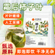 同仁堂柿子葉霜后柿子葉茶中藥材降泡煮水養生血壓茶