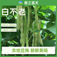 密之藍(lán)天現(xiàn)摘現(xiàn)發(fā)農(nóng)家種植白不老豆角500g新鮮蔬菜東北豆角生鮮 500g