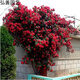元冬爬藤四季開(kāi)花薔薇花爬山虎茶花牡丹含羞草玫瑰牽?；ǚN子 爬藤薔薇（鴻運當頭）200粒