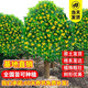 大型桂花樹(shù)苗南方北方四季種植花卉地栽盆栽庭院別墅耐寒特大樹(shù)苗 精選四季桂【5公分粗 帶土球發(fā)】