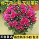 行湘荷蘭菊盆栽陽(yáng)臺(tái)綠植菊花盆景花卉 140#紫色+塑料原盆 源頭直發(fā)