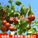 聽雪樓酸棗樹苗免嫁接晉酸三號酸棗苗南北方坡地荒地產(chǎn)量高酸棗樹苗 酸棗樹苗 3年苗【隔年結(jié)果】1棵