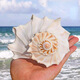 左旋螺 天然海螺貝殼超大螺珊瑚擺件號(hào)角螺魚缸水族造景居家擺件 16-18CM
