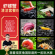 云峰海瑞黑殼蝦清潔蝦觀(guān)賞蝦 魚(yú)缸水族箱水草缸清潔除藻淡水 蝦螺蟹清潔套餐B