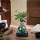 佰花錦水培植物室內(nèi)花卉綠植盆栽辦公室四季常青好養(yǎng)活桌面盆景懶人首選 水培小玻璃瓶+九里香+圓形底座 整體高度約10-20cm/不同植物高度不同