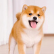 春燕美寵日本柴犬幼犬純種寵物狗活體小型犬豆柴幼崽雙血統(tǒng)大型犬秋田活物 血統(tǒng)級