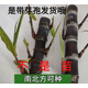 廣西正宗黑皮甘蔗種苗秧苗甘蔗種批發(fā)盆栽可種脆甜多南北方可種植 黑皮蔗10根3-6個(gè)芽孢 廣西甘蔗苗頭部