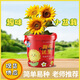德沃多肥料小禾童兒童diy種植小盆栽向日葵種子幼兒園學(xué)生種植生長(cháng)觀(guān)察農場(chǎng)
