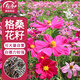 壽禾 格?；ǚN子種苗波斯菊花種籽 濰豐矮韻格?；ǚN子(矮稈型)1500粒