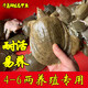 半斤小甲魚苗外塘老鱉王八中華鱉放養(yǎng)團魚苗清水鱉體龜養(yǎng)殖活體甲 100g 1只(2只起發(fā))