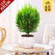 開(kāi)時(shí)果 金柏樹(shù)苗側柏盆栽植物 香松小綠植好養四季常青盆景源頭直發(fā)包郵 不規則白瓷盆+底托(30-35cm) 加享 肥料