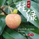 荔枝樹苗嫁接苗無核桂味冰荔妃子笑種植果大全正宗桂花香 【增城掛綠】珍稀品種 5年苗【1.6cm】當年結(jié)果