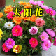蝶沾花重瓣混色太陽花種子四季易種開花室外庭院盆栽花草花卉種子花籽 重瓣太陽花種子 1萬粒+肥