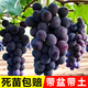 大禹巨峰葡萄苗樹苗帶土發(fā)貨果樹苗大全南北方庭院爬藤 巨峰葡萄苗 2棵（帶盆帶土）