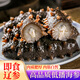 鮮拔頭籌即食海參 即食大連刺參 500g深海底播遼刺參海參干貨水產(chǎn)生鮮 即食海參 500g 30-40頭/斤 1盒