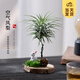 開時果 空氣鳳梨無土綠植物創(chuàng)意盆栽 禮品禮物空鳳好養(yǎng)擺件源頭直發(fā)包郵 綠精靈+小兔底托