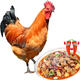 橙小萌 散養(yǎng)土公雞 凈重 4.2斤 土雞走地雞雞肉整雞生鮮源頭直發(fā)