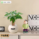 歐芽  綠植室內(nèi)小盆栽面發(fā)財(cái)樹(shù)易活四季懶人養(yǎng)的花植物幼兒園 胖發(fā)財(cái)樹(shù)+白胖吸水盆+鋪面石