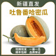 【新疆直發(fā)】正宗新疆哈密瓜甜瓜吐魯番西州蜜25號(hào)網(wǎng)紋瓜水果整箱 7-8斤甄選果 2-3枚【順豐快遞】