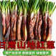 【新品上架】正宗新鮮甘肅旱地紅蔥農(nóng)家自種新鮮大蔥燉肉燉湯 紅蔥3斤【新品上架限量15單】