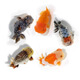 錦鯉蘭壽金魚品【順豐包郵】活體觀賞魚好養(yǎng)耐活小型淡水魚 可選 紅虎 5條