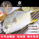 鴻鑫水產(chǎn)新鮮海捕二去金鯧魚(yú)深海平魚(yú)鮮活速凍特大號湛江金昌魚(yú)海鮮禮盒裝 免處理金鯧魚(yú)1000g兩條真空裝